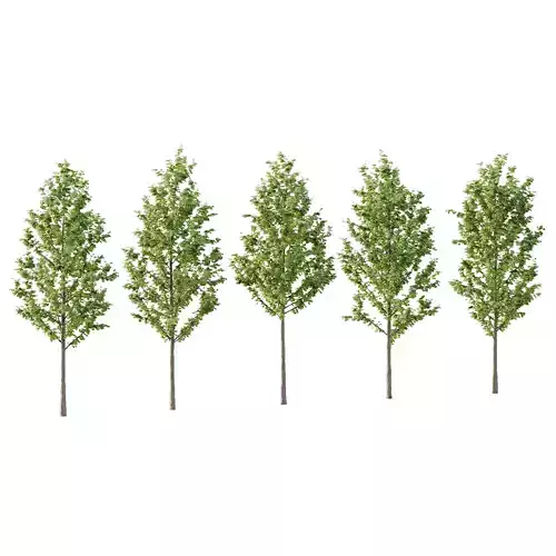 Acer Pseudoplatanus Tree 04