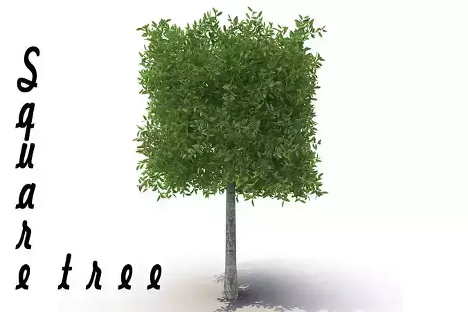 Square tree 3D model