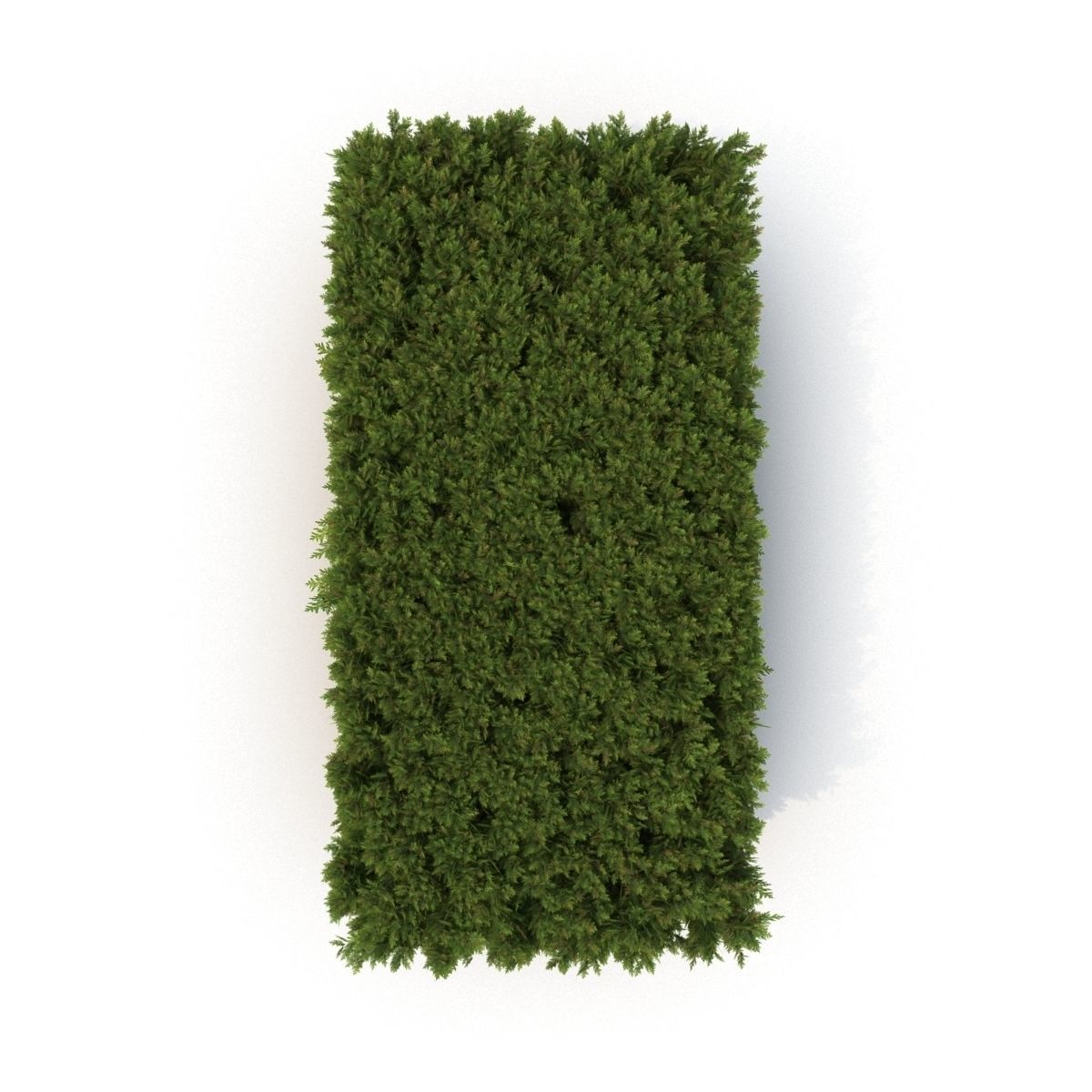 Hedge 3D model_6