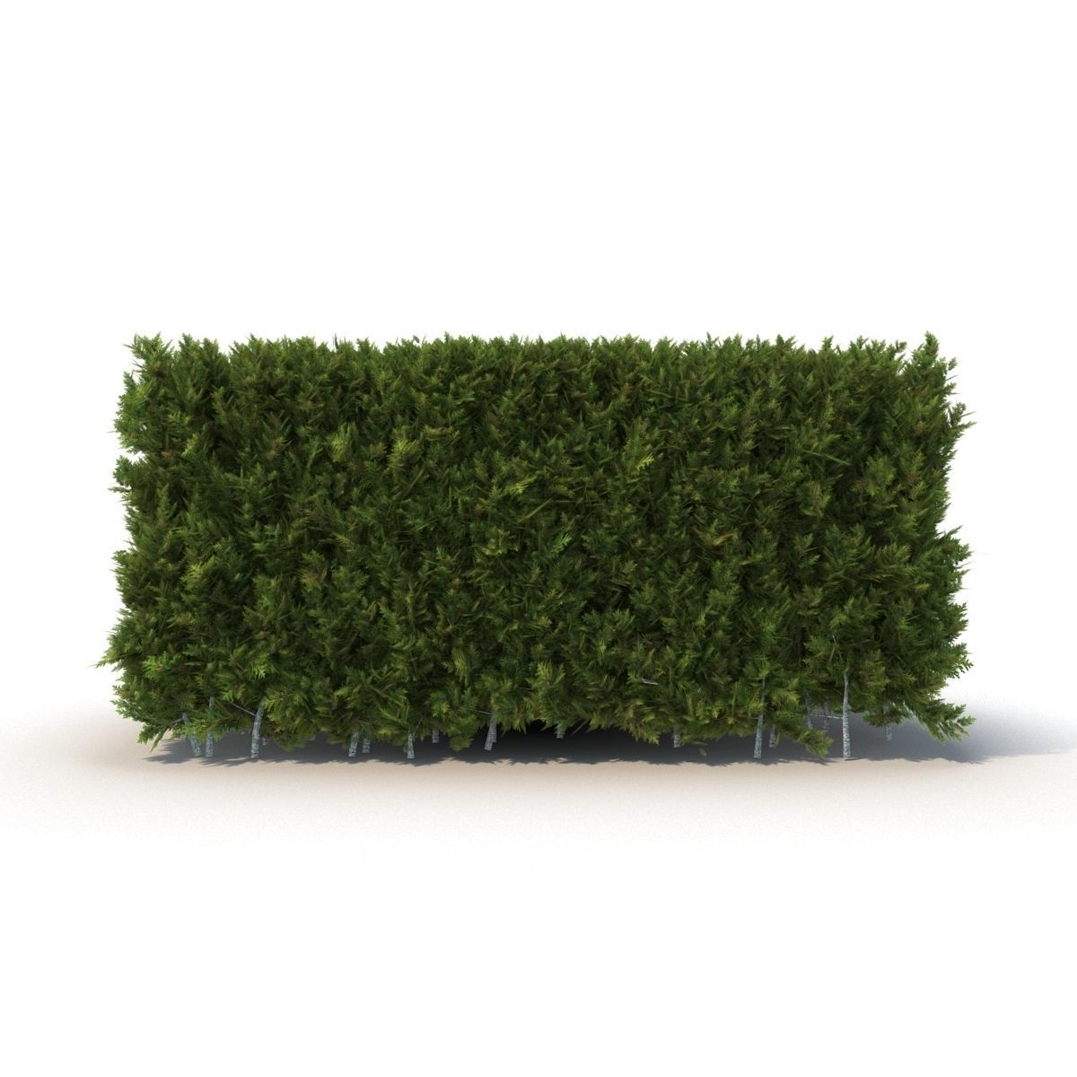 Hedge 3D model_1