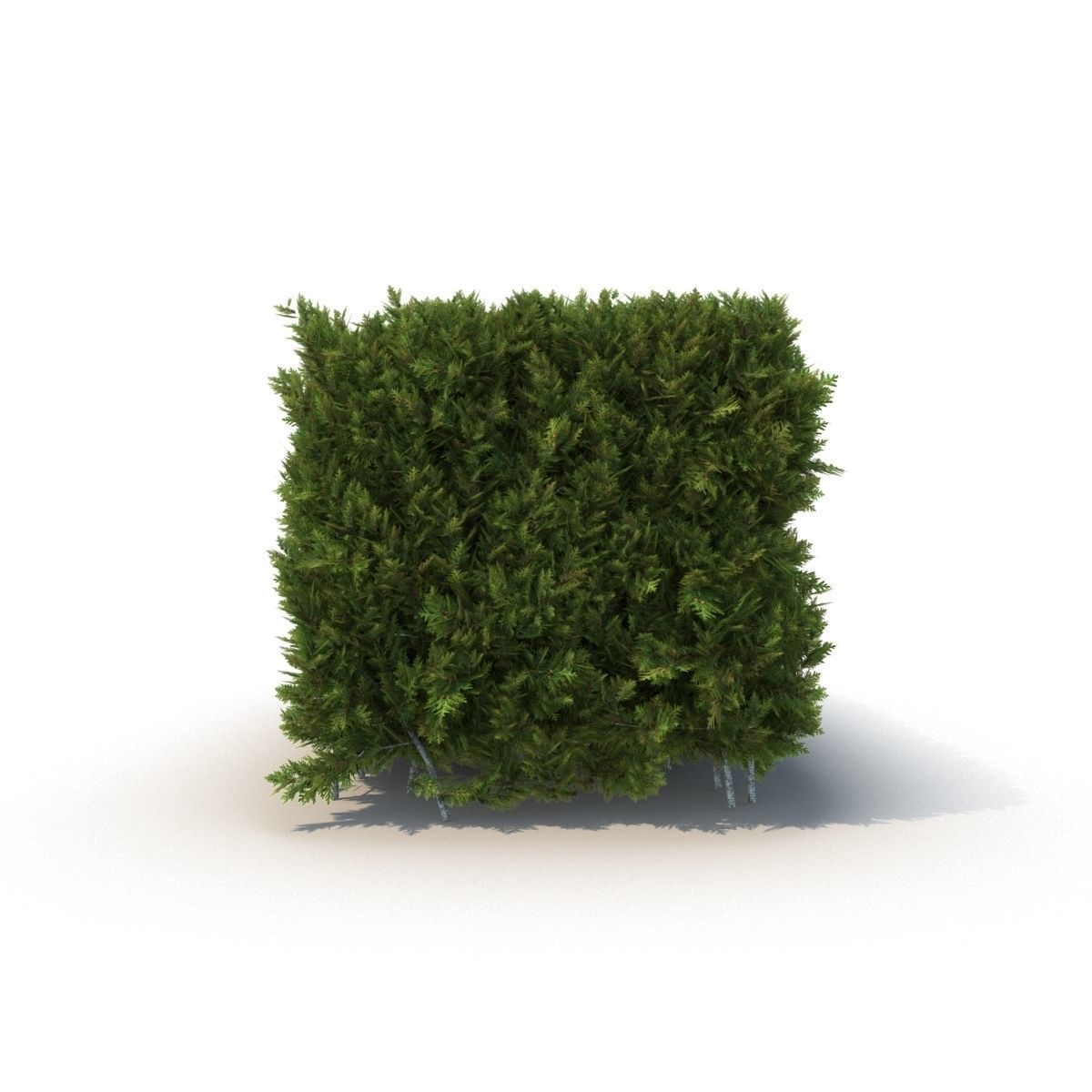Hedge 3D model_2