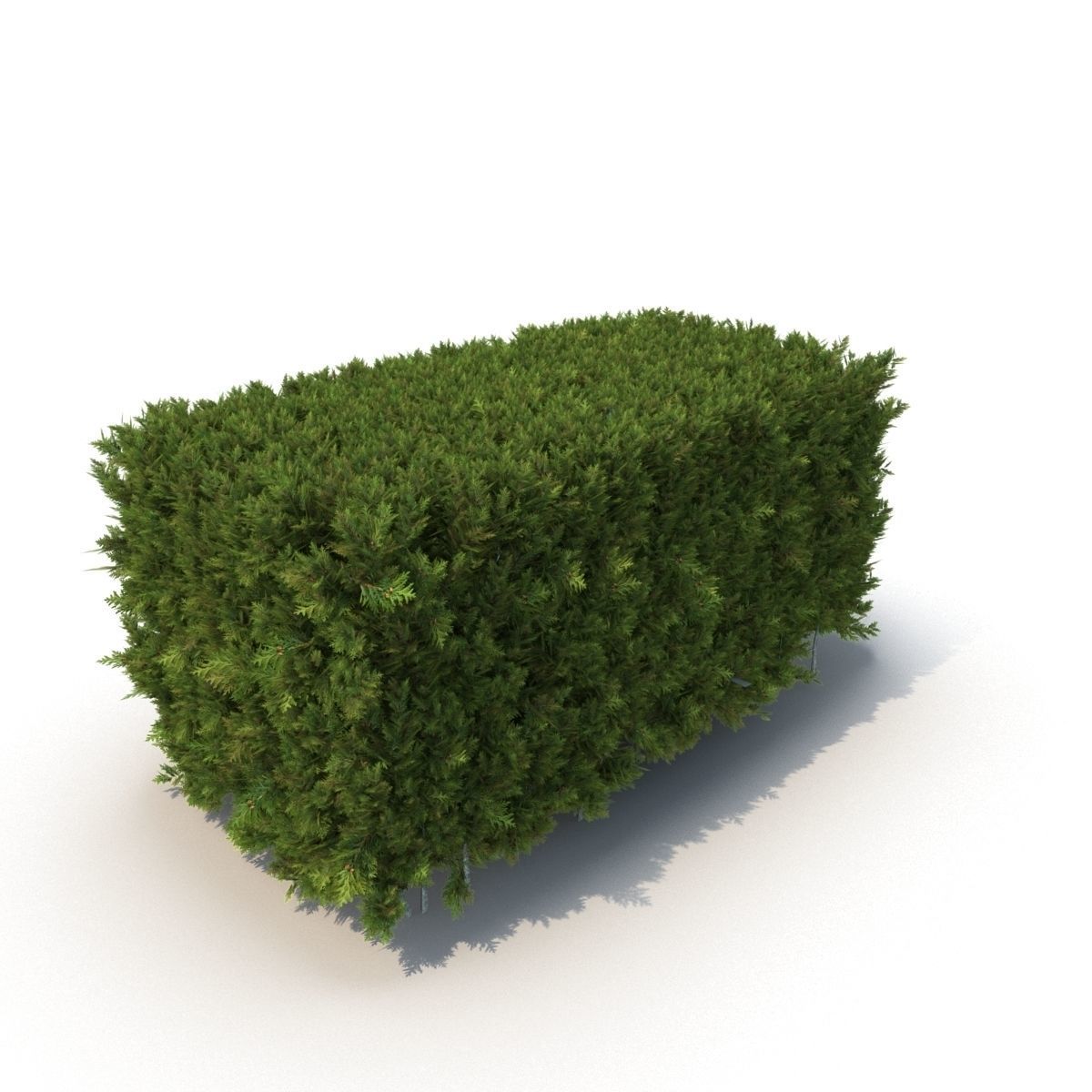 Hedge 3D model_4