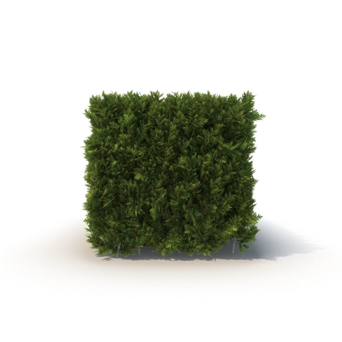 Hedge 3D model_3