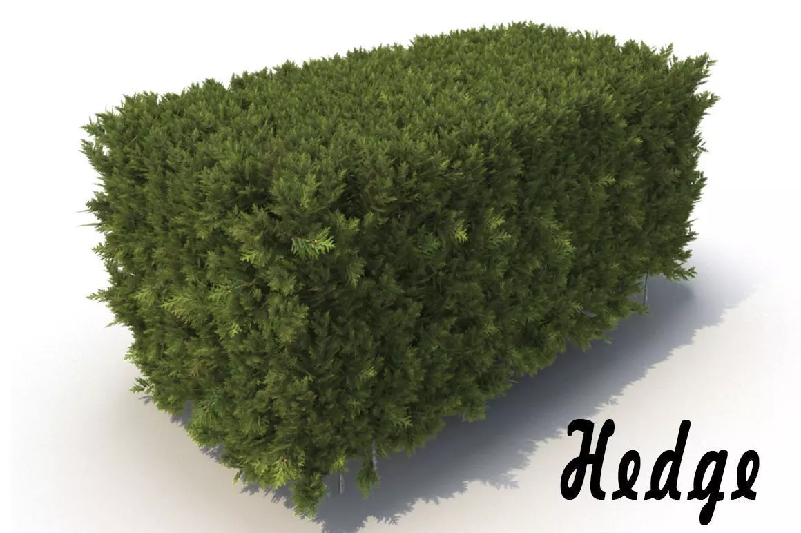 Hedge 3D model_0