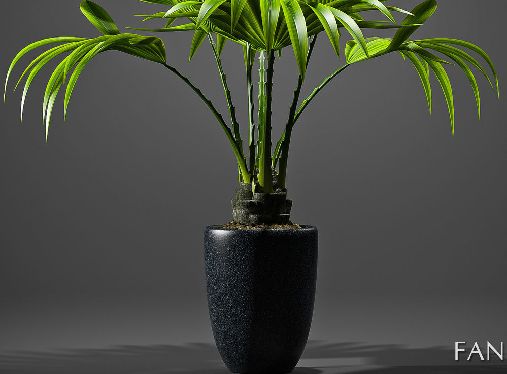 Plant Fan palm 2 3D model_4