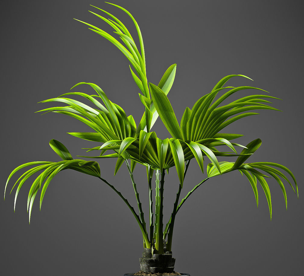 Plant Fan palm 2 3D model_3
