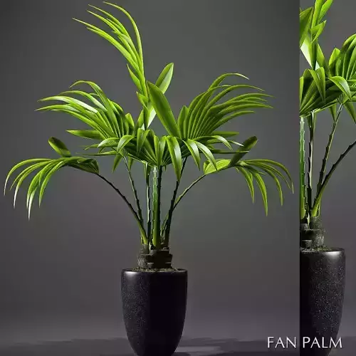 Plant Fan palm 2 3D model