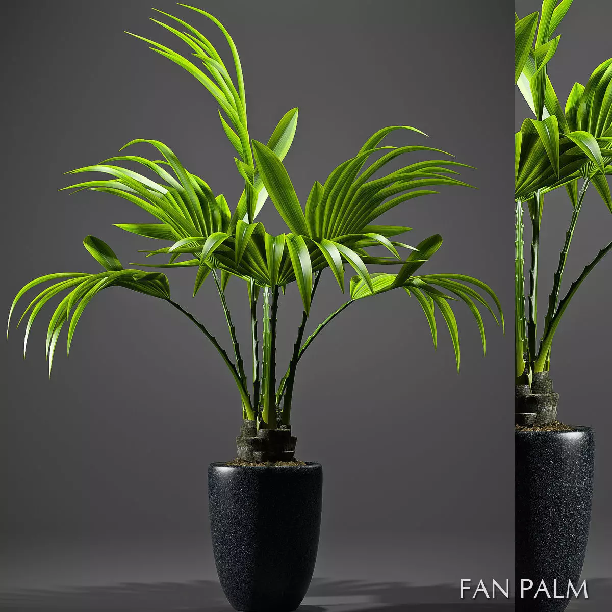 Plant Fan palm 2 3D model_0