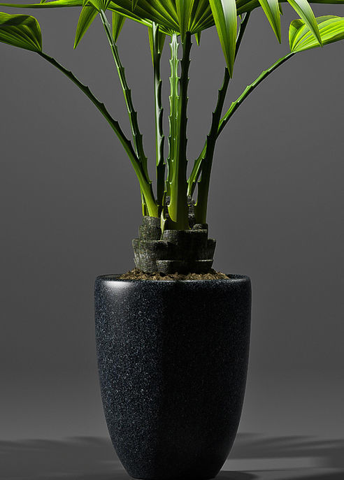 Plant Fan palm 2 3D model_2