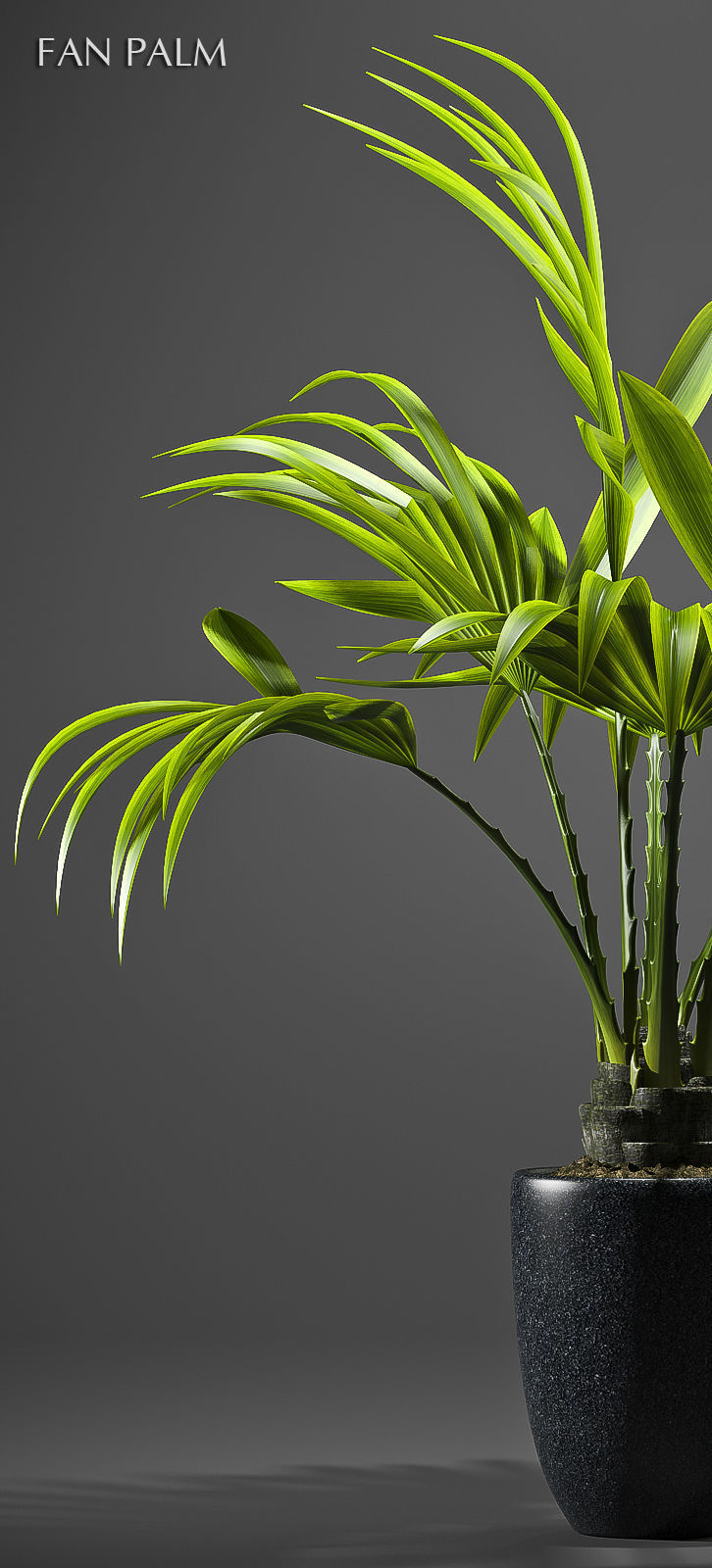 Plant Fan palm 2 3D model_1
