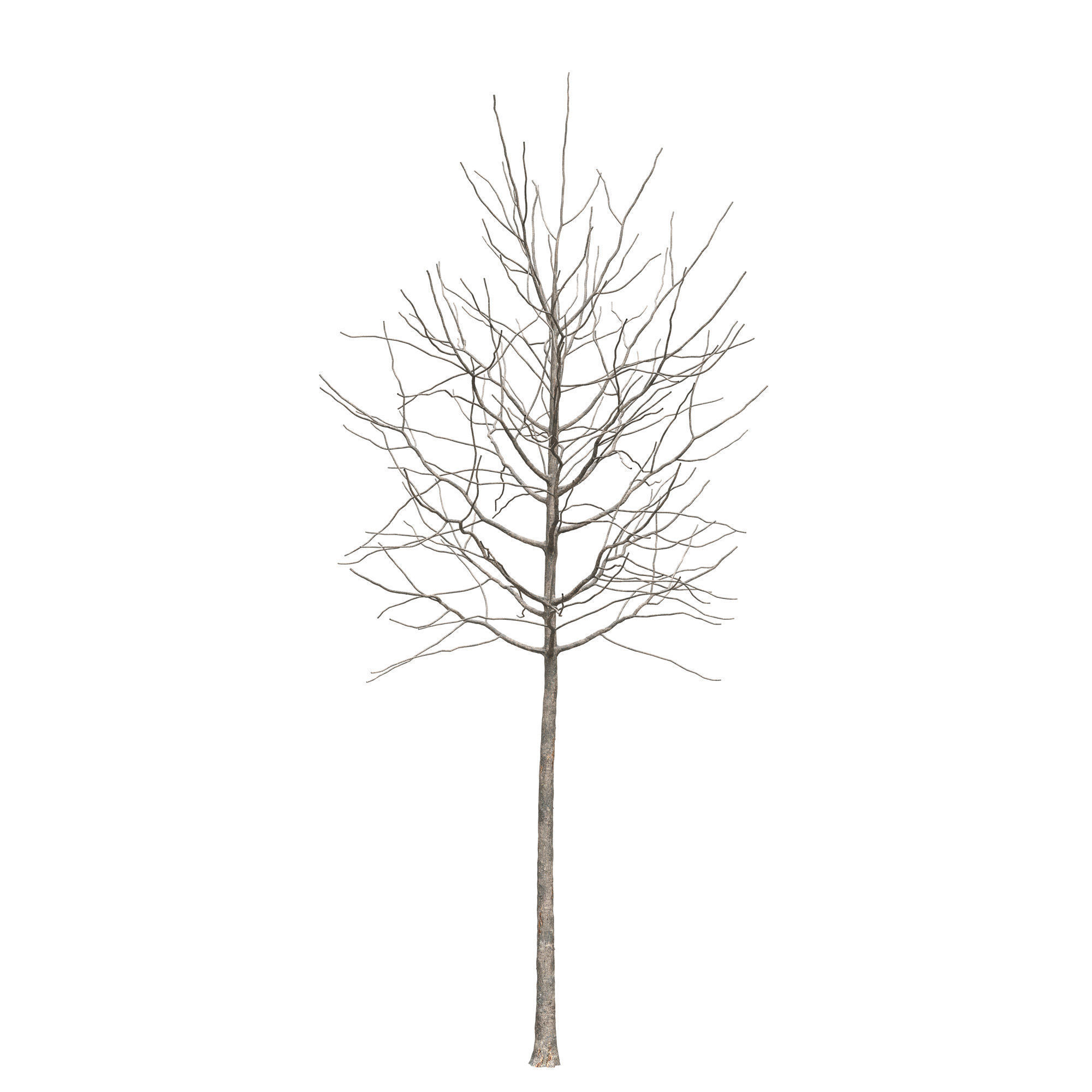 Aesculus x carnea briotii 101SU - Red Horse Chestnut 3D model_8