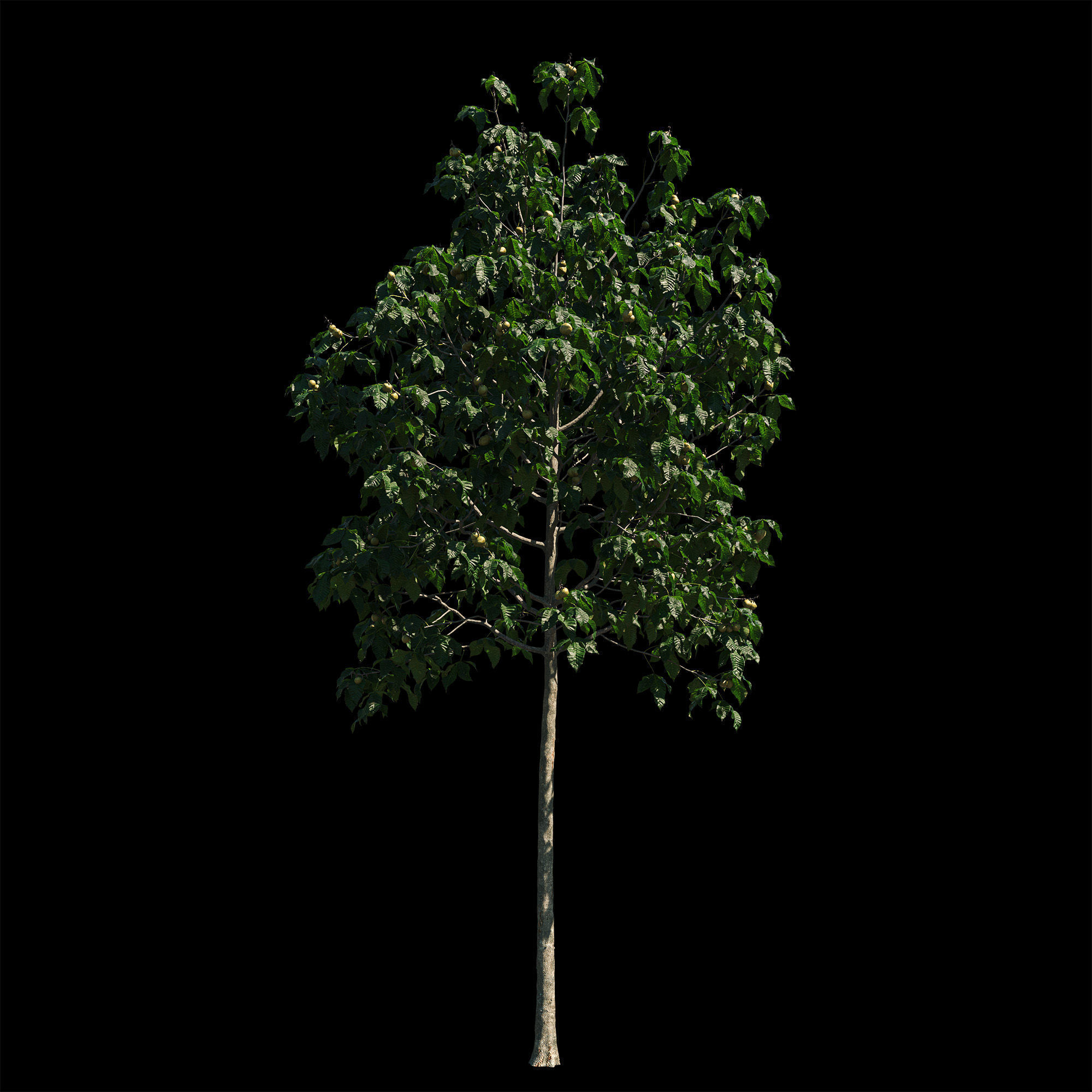 Aesculus x carnea briotii 101SU - Red Horse Chestnut 3D model_3