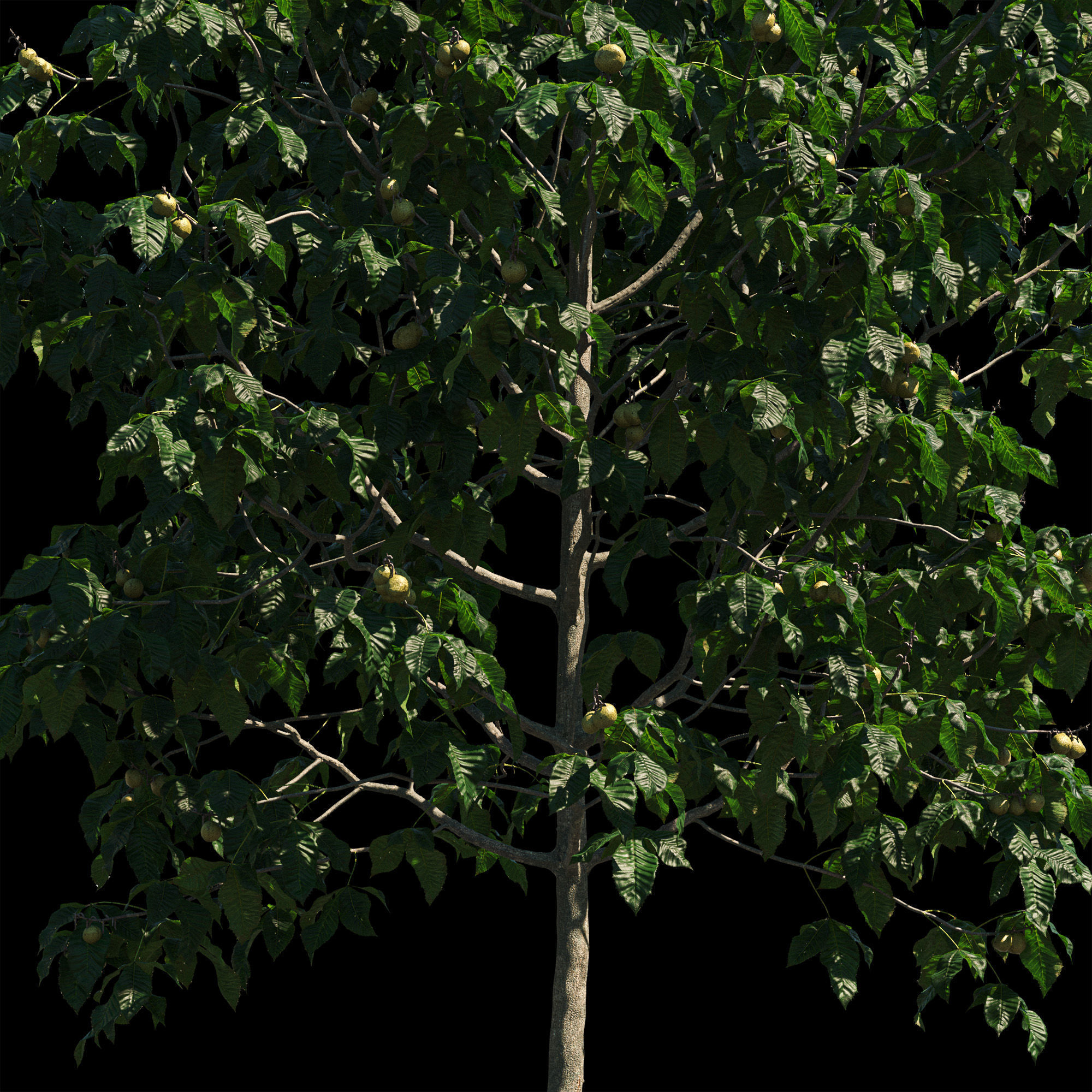 Aesculus x carnea briotii 101SU - Red Horse Chestnut 3D model_7