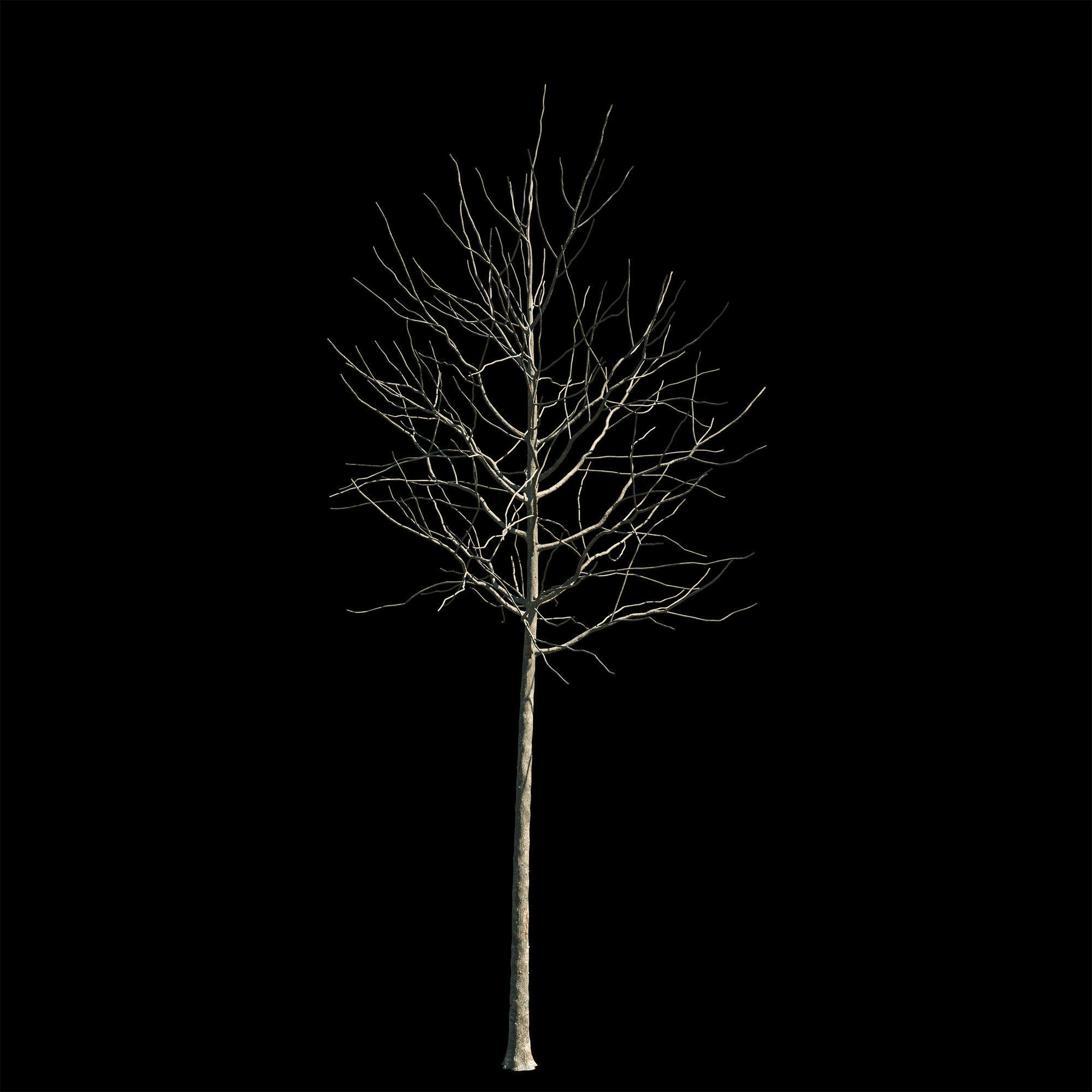 Aesculus x carnea briotii 101SU - Red Horse Chestnut 3D model_9