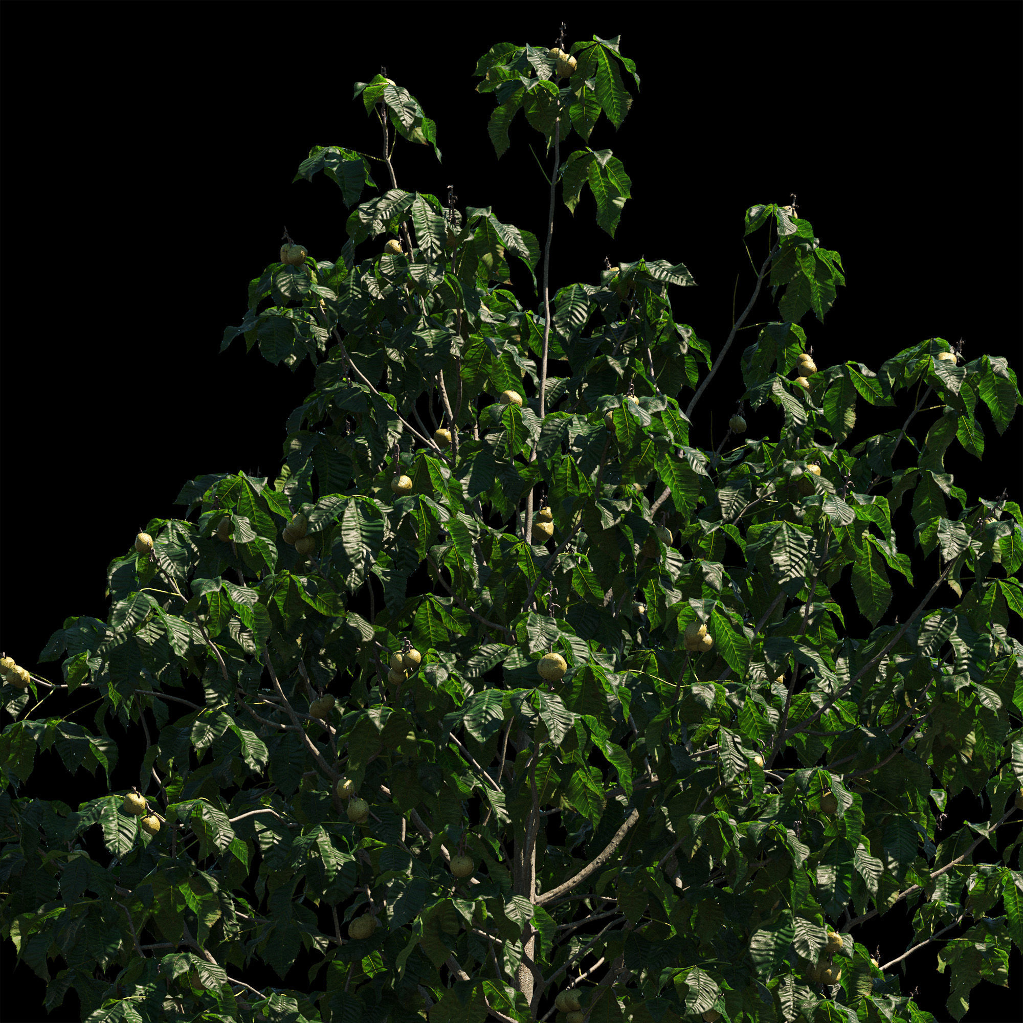 Aesculus x carnea briotii 101SU - Red Horse Chestnut 3D model_6