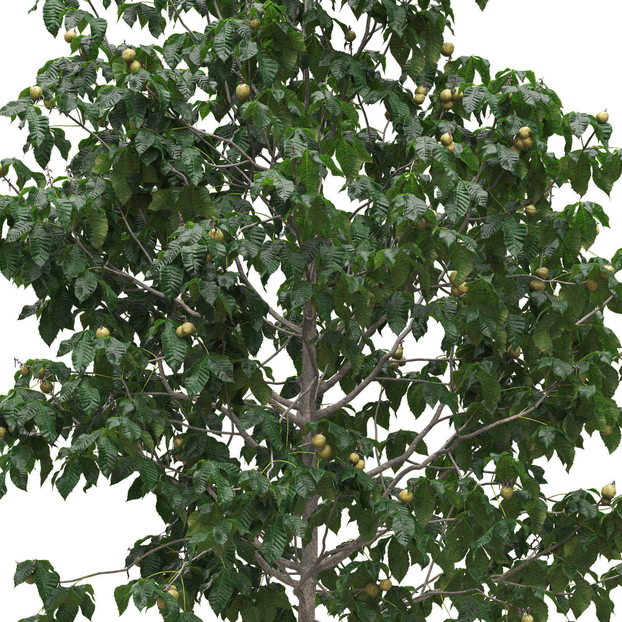 Aesculus x carnea briotii 101SU - Red Horse Chestnut 3D model_5