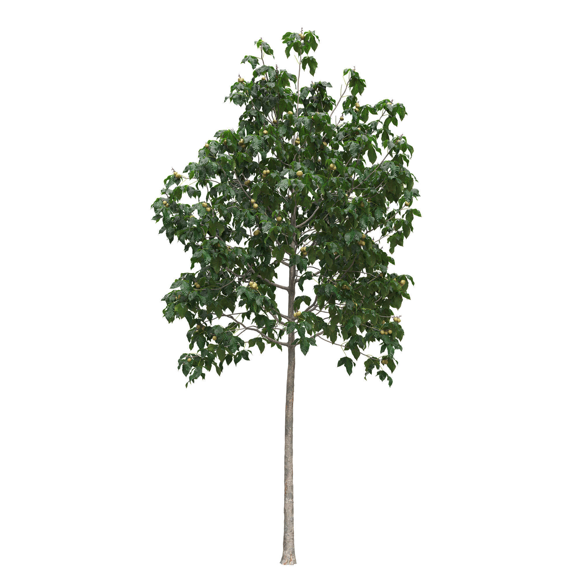 Aesculus x carnea briotii 101SU - Red Horse Chestnut 3D model_1