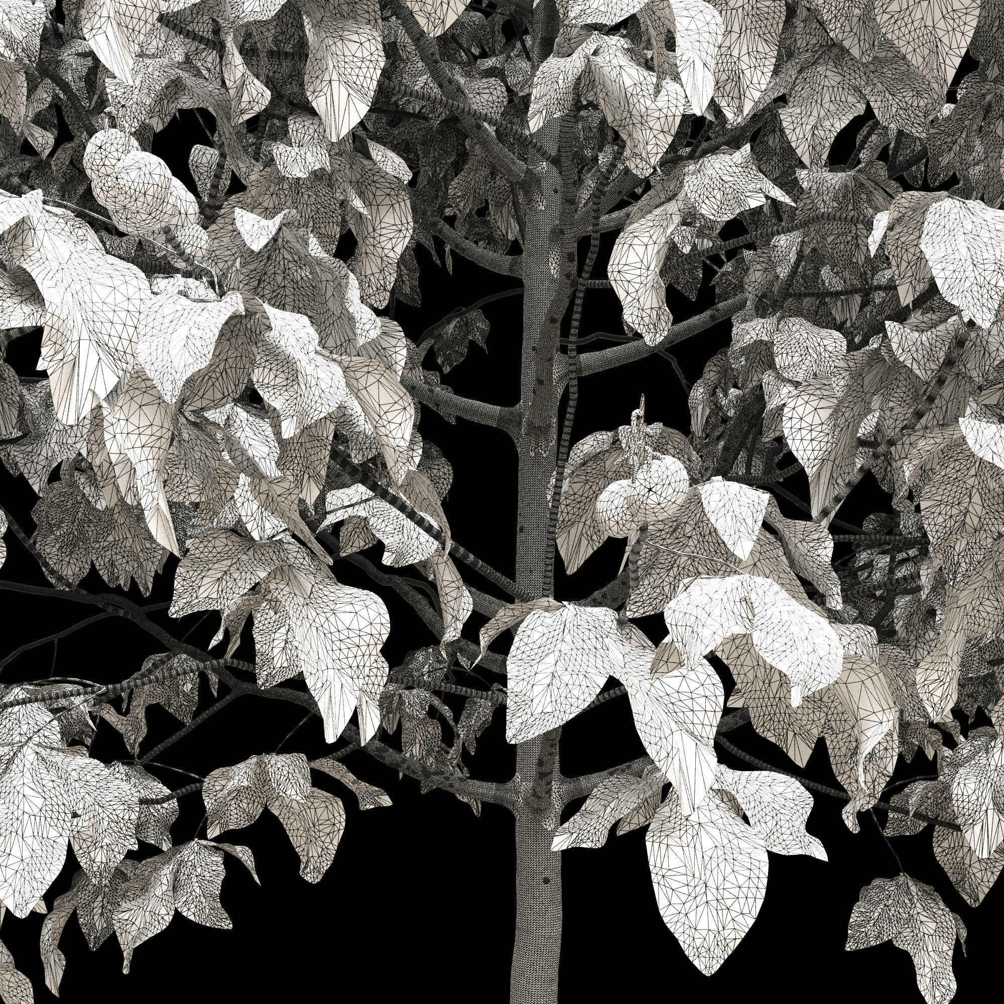 Aesculus x carnea briotii 101SU - Red Horse Chestnut 3D model_10