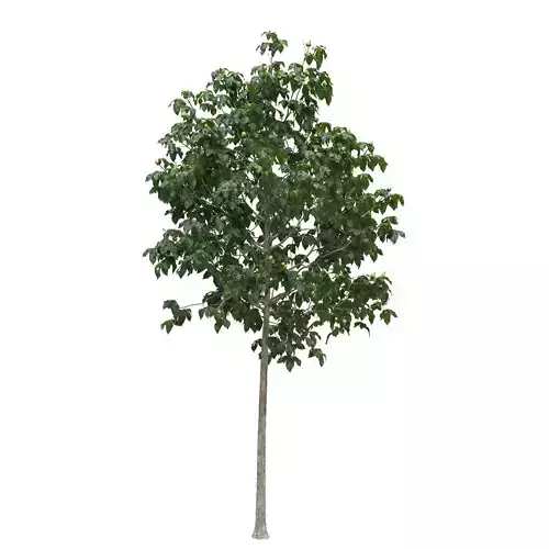 Aesculus x carnea briotii 101SU - Red Horse Chestnut