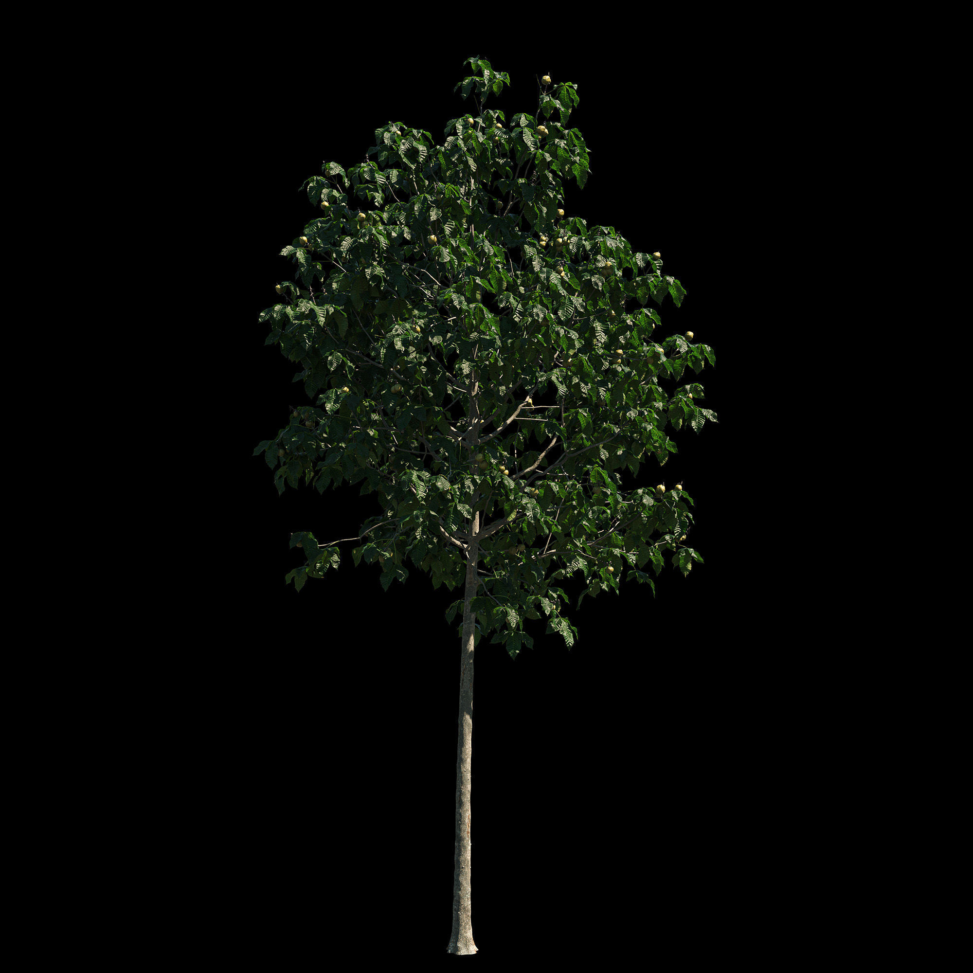 Aesculus x carnea briotii 101SU - Red Horse Chestnut 3D model_2
