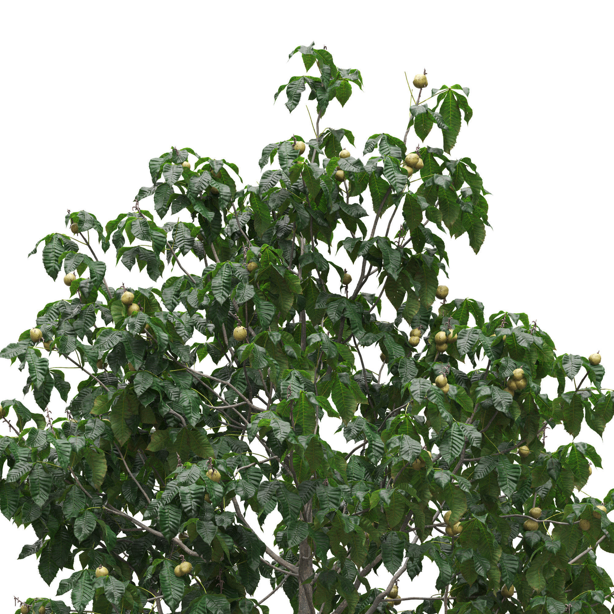 Aesculus x carnea briotii 101SU - Red Horse Chestnut 3D model_4