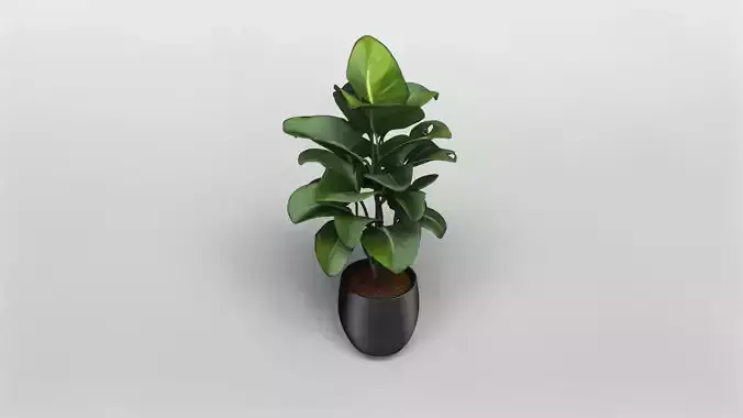 Realistic Potted Bird of Paradise Plant 3D Model