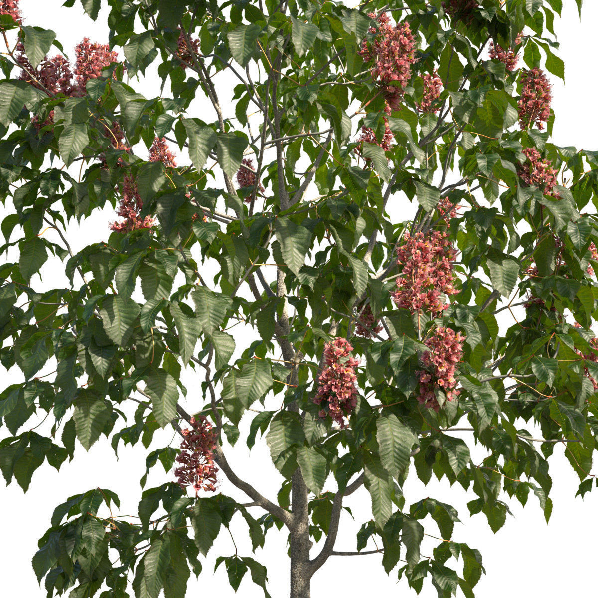 Aesculus x carnea 101SP FL 3D model_4