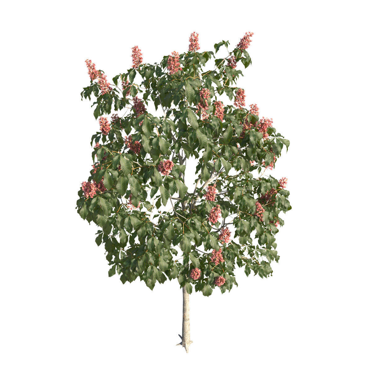 Aesculus x carnea 101SP FL 3D model_2