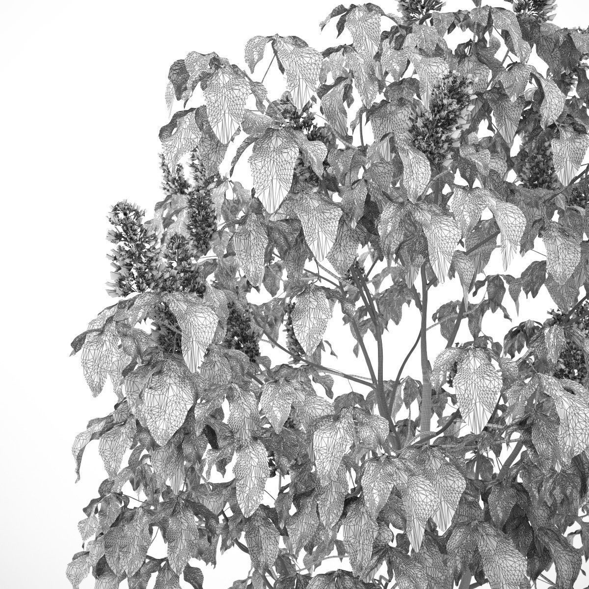 Aesculus x carnea 101SP FL 3D model_7