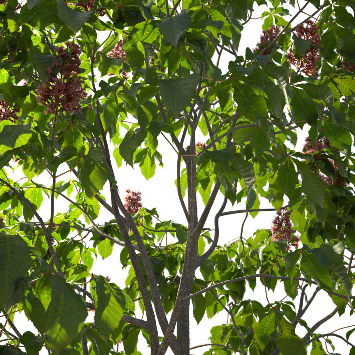 Aesculus x carnea 101SP FL 3D model_5