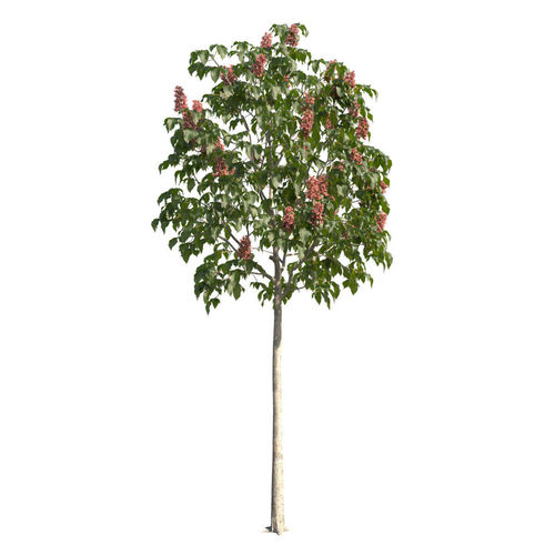 Aesculus x carnea 101SP FL 3D model