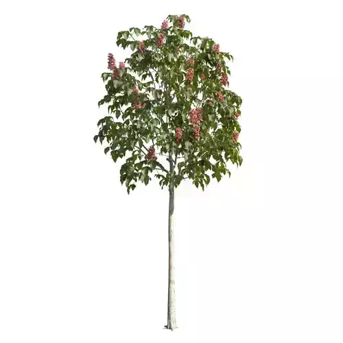 Aesculus x carnea 101SP FL