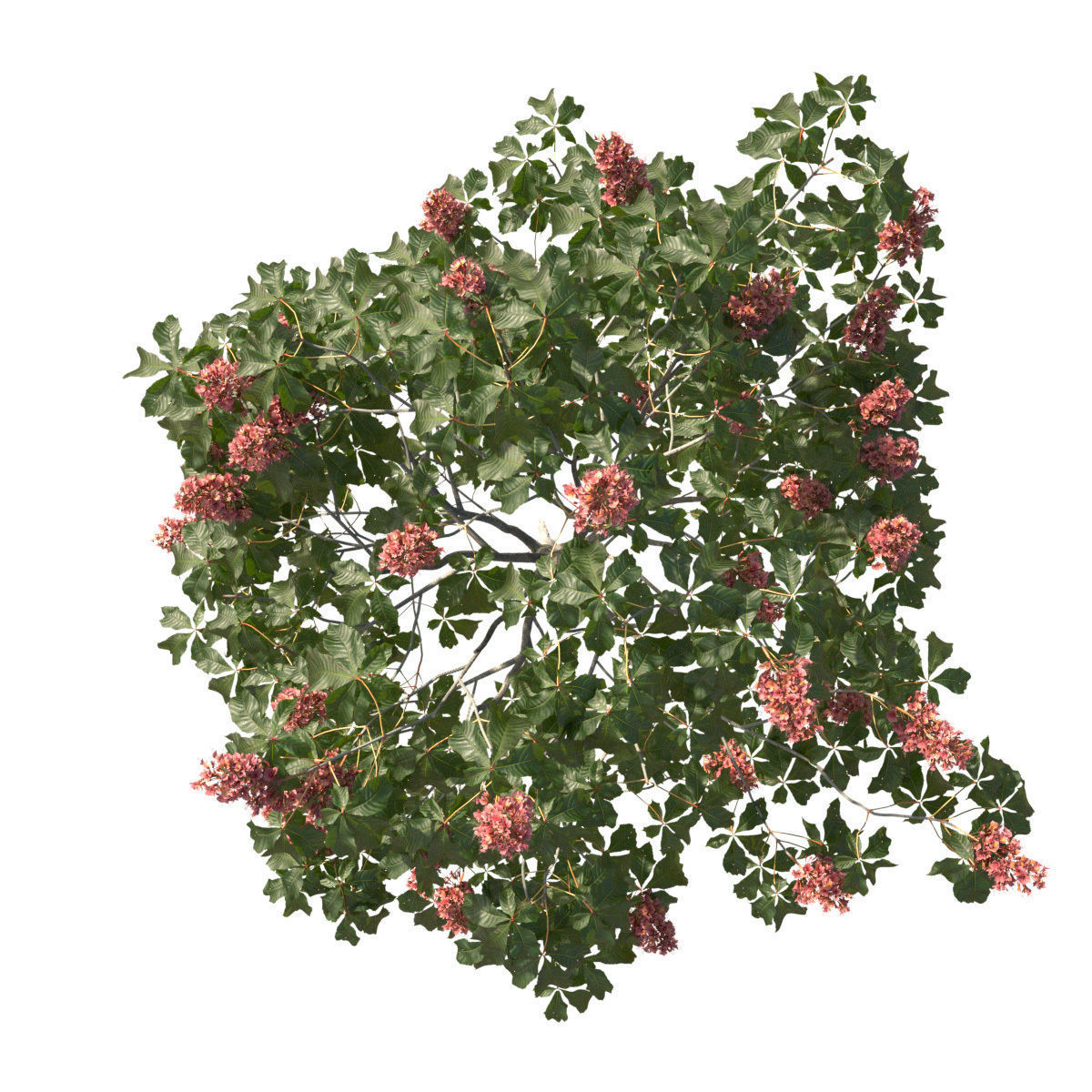 Aesculus x carnea 101SP FL 3D model_3