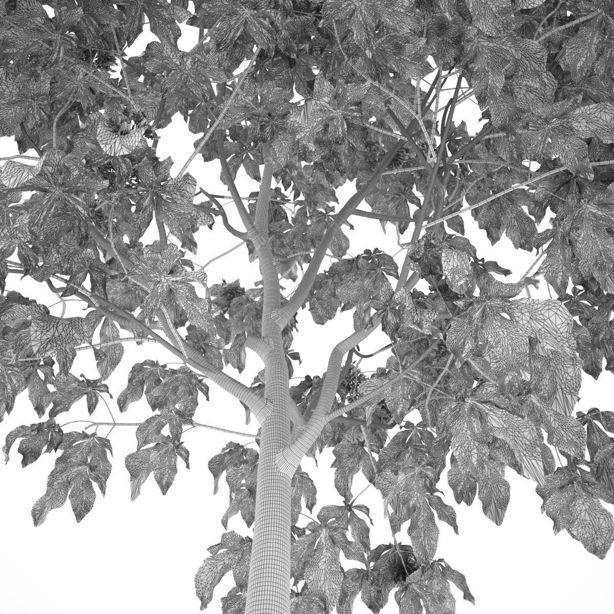 Aesculus x carnea 101SP FL 3D model_8