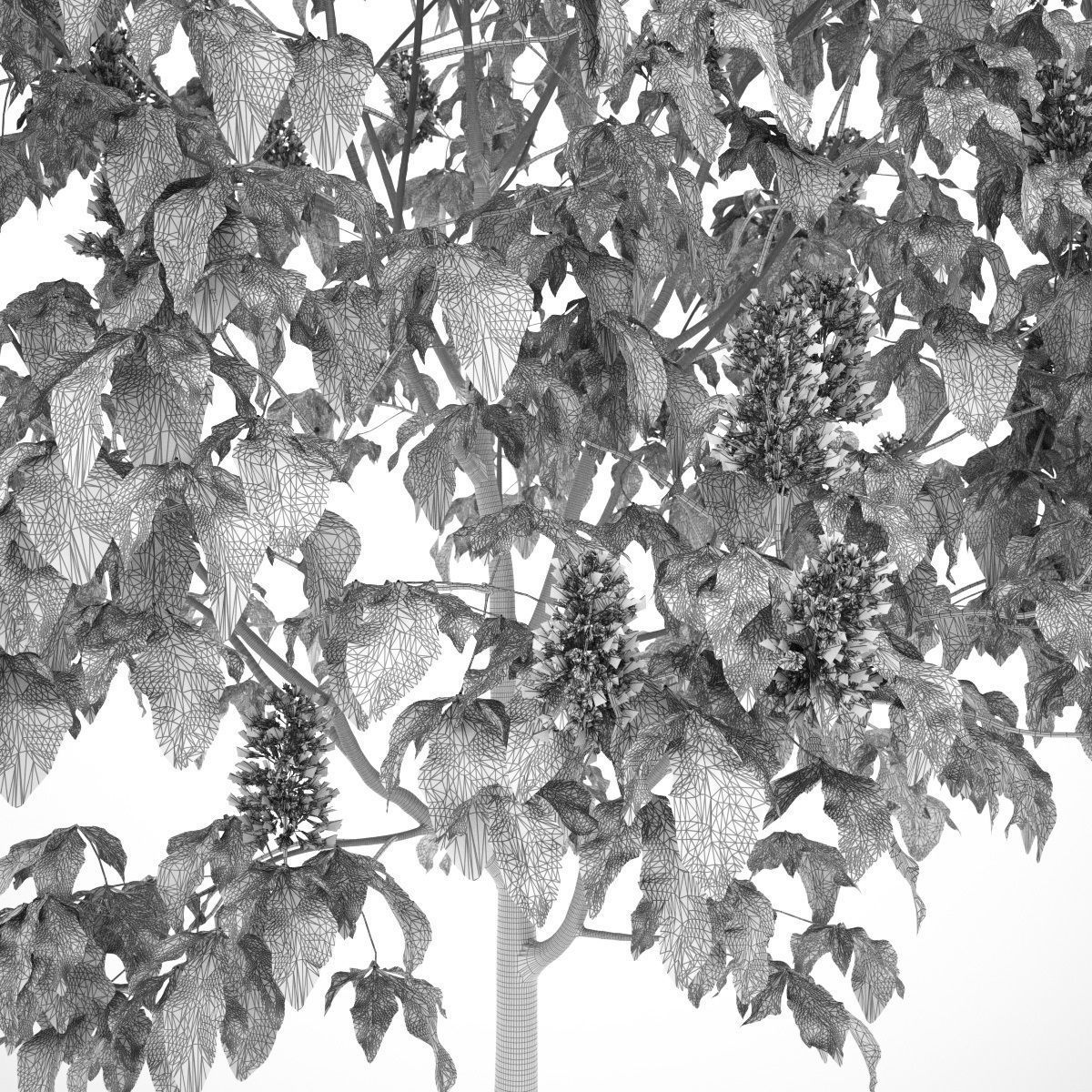 Aesculus x carnea 101SP FL 3D model_6