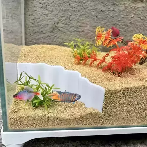 Barrera 1 - para acuario 3D print model