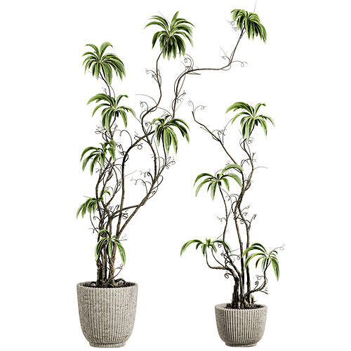 Plants Set 3D model