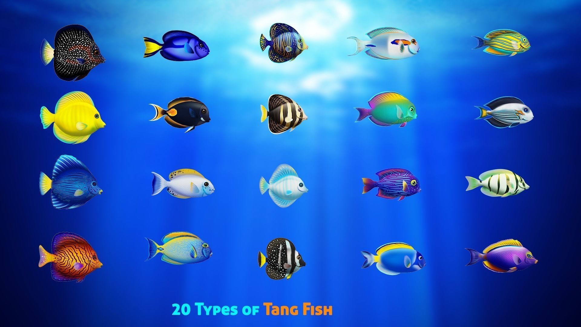 Cartoon Tang Fish Low-poly 3D model_2