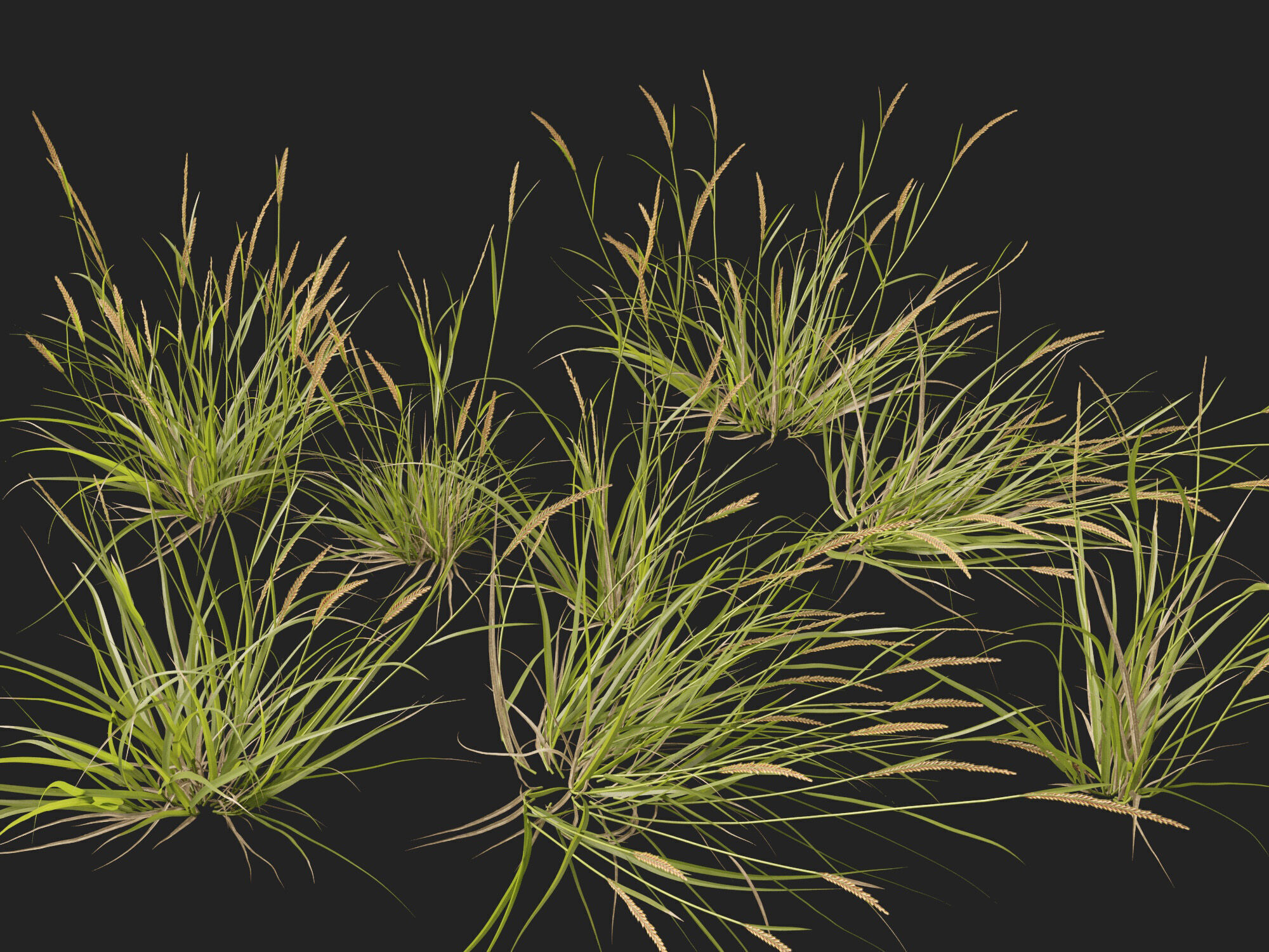 Highpoly - Lowpoly -  Astrebla lappacea - Curly Mitchell grass Low-poly 3D model_2