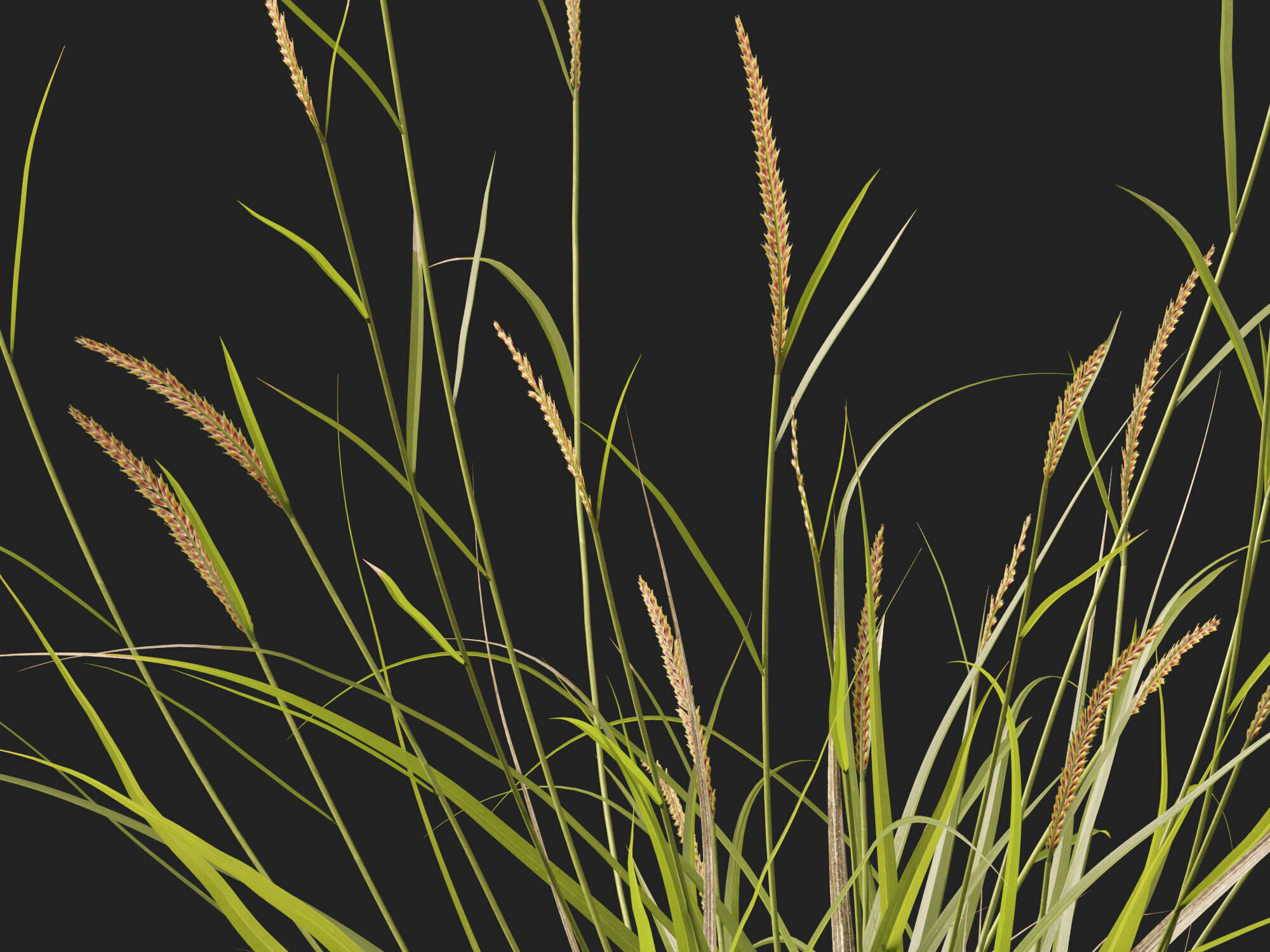 Highpoly - Lowpoly -  Astrebla lappacea - Curly Mitchell grass Low-poly 3D model_6