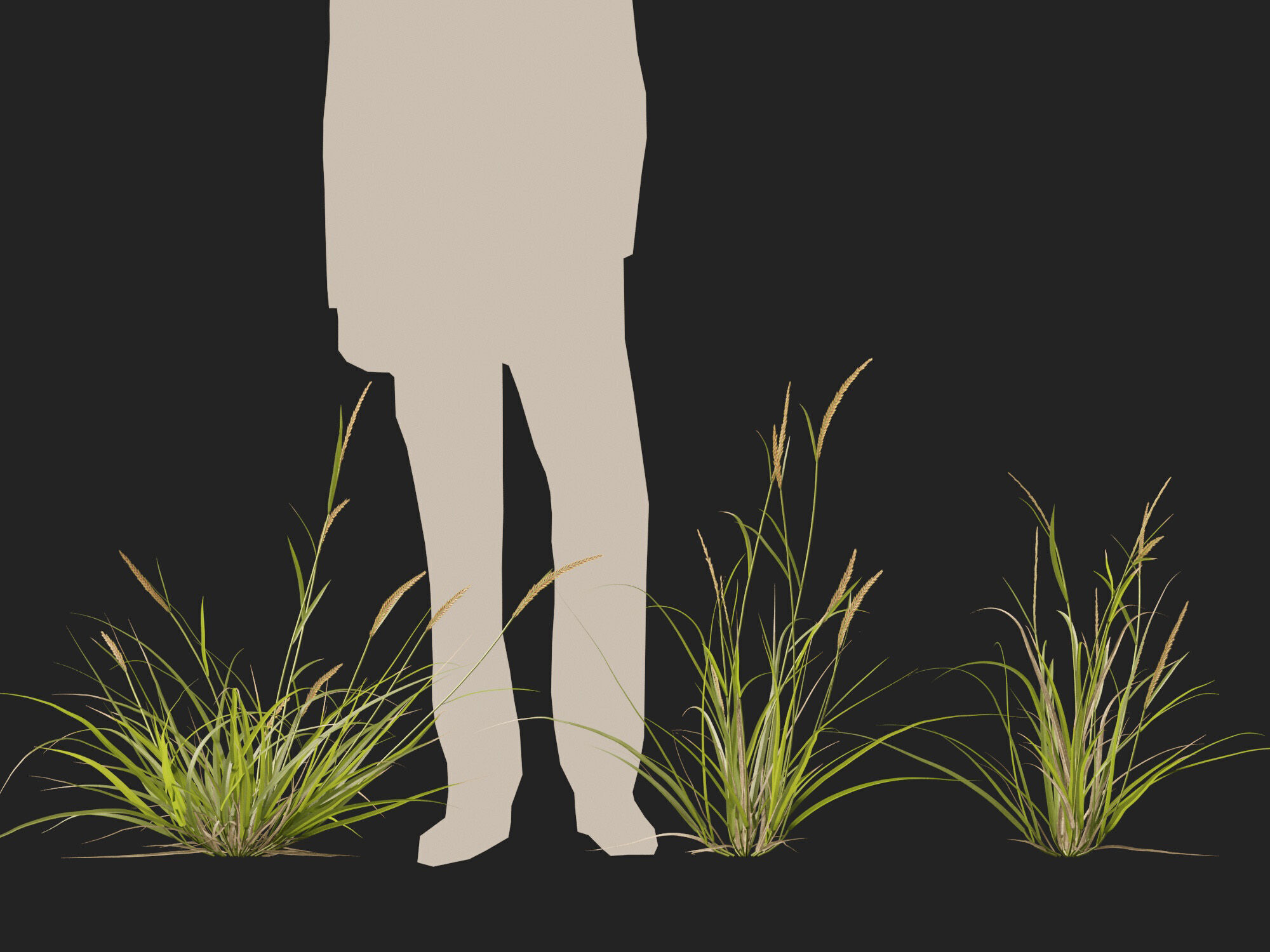 Highpoly - Lowpoly -  Astrebla lappacea - Curly Mitchell grass Low-poly 3D model_13