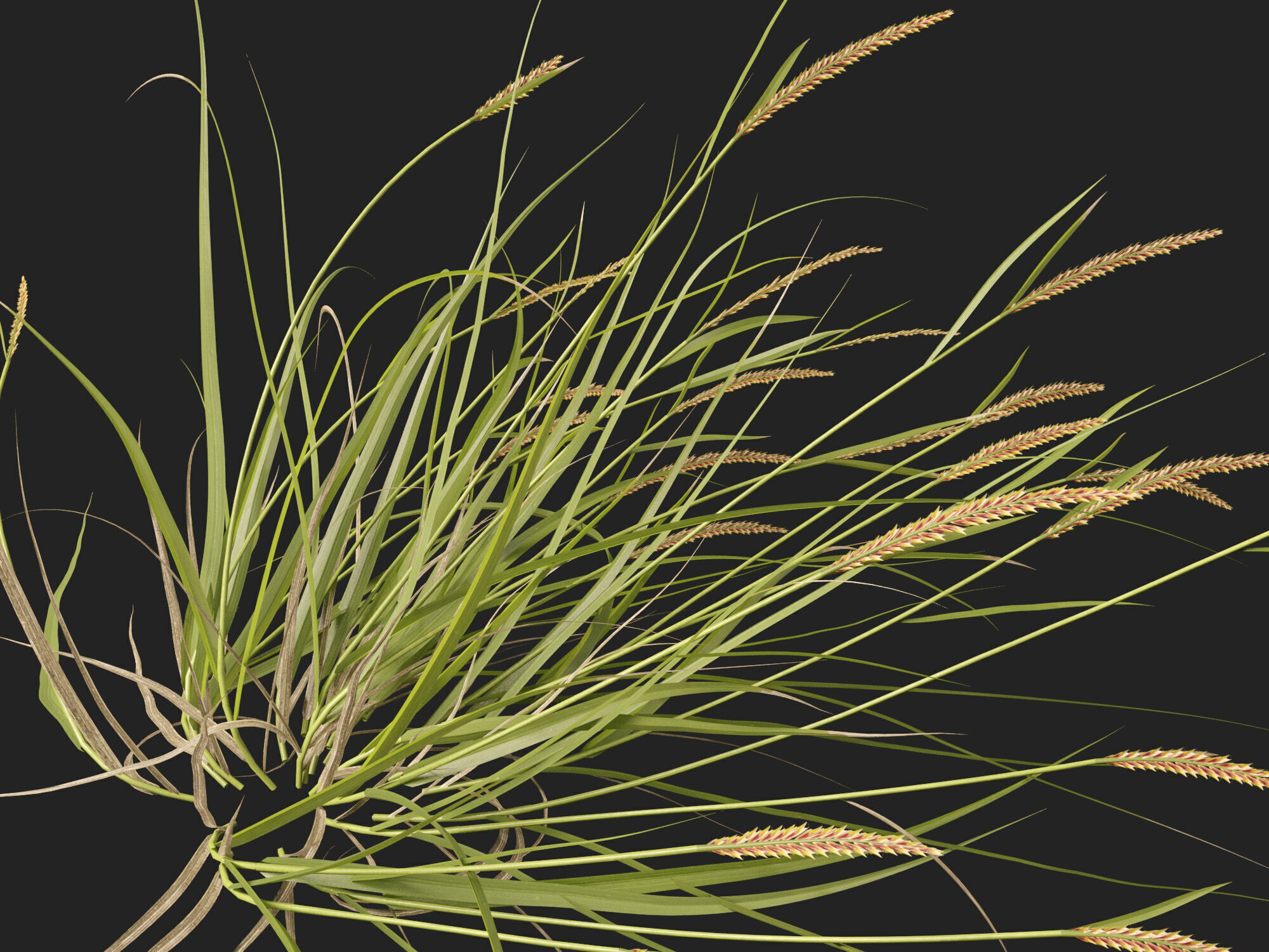 Highpoly - Lowpoly -  Astrebla lappacea - Curly Mitchell grass Low-poly 3D model_4