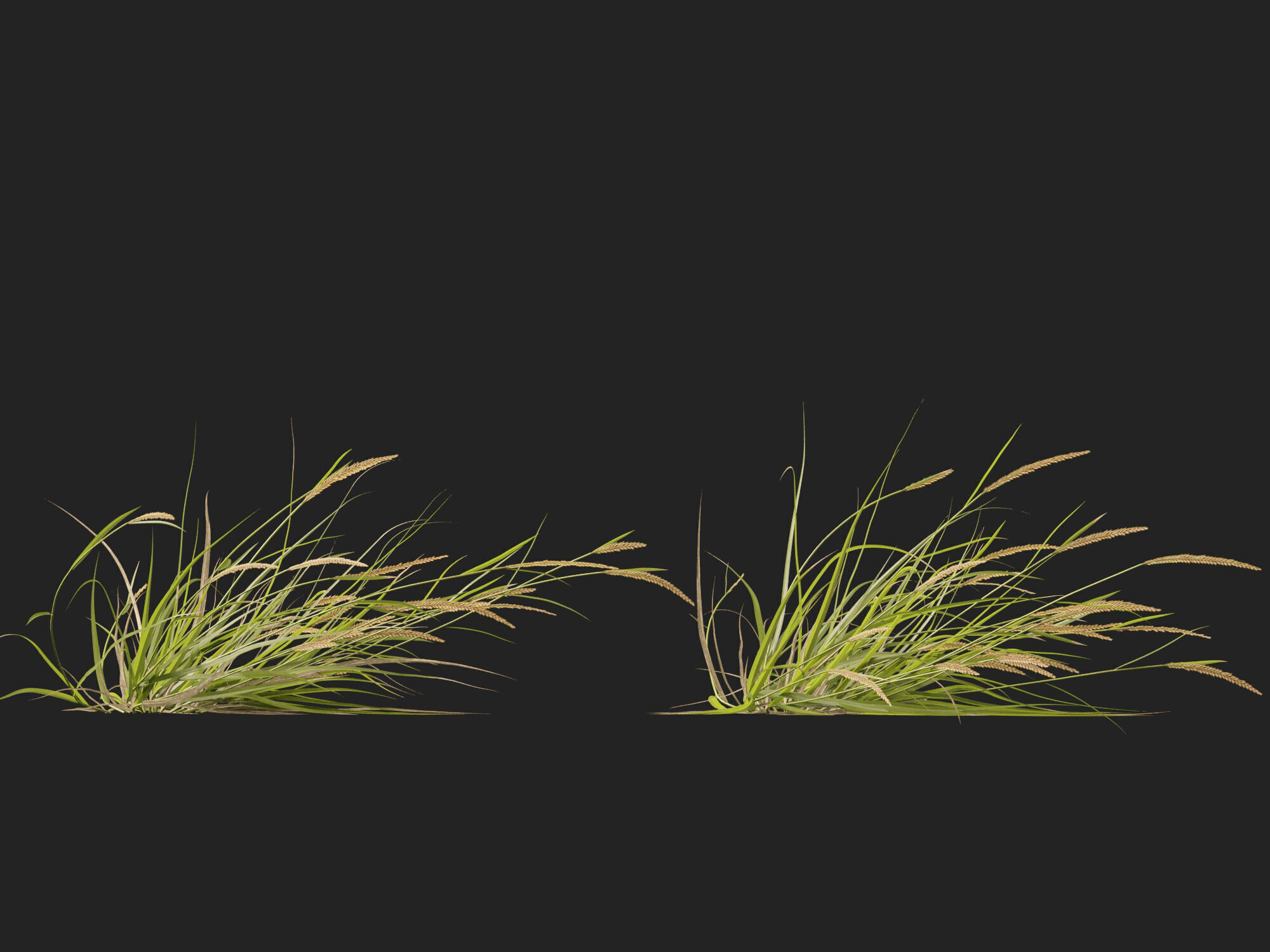 Highpoly - Lowpoly -  Astrebla lappacea - Curly Mitchell grass Low-poly 3D model_9