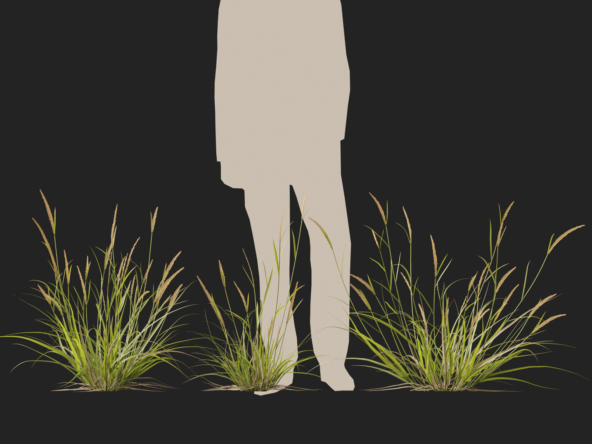 Highpoly - Lowpoly -  Astrebla lappacea - Curly Mitchell grass Low-poly 3D model_11