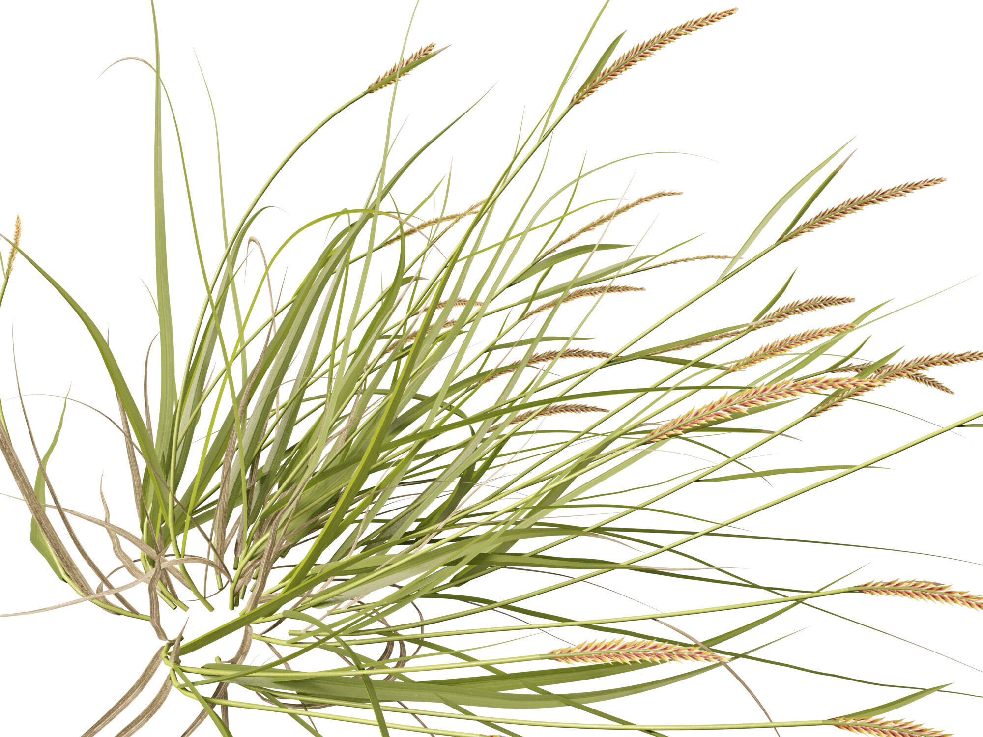 Highpoly - Lowpoly -  Astrebla lappacea - Curly Mitchell grass Low-poly 3D model_3