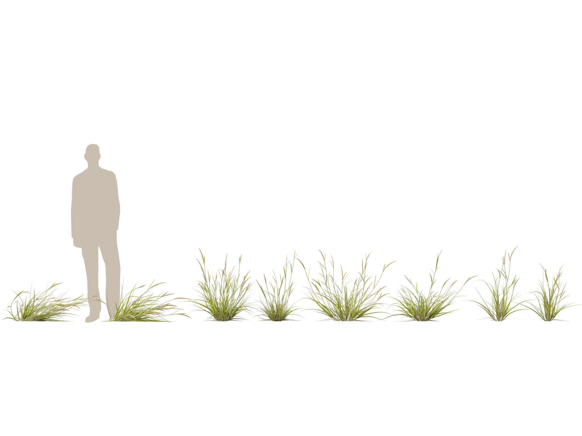 Highpoly - Lowpoly -  Astrebla lappacea - Curly Mitchell grass Low-poly 3D model_1