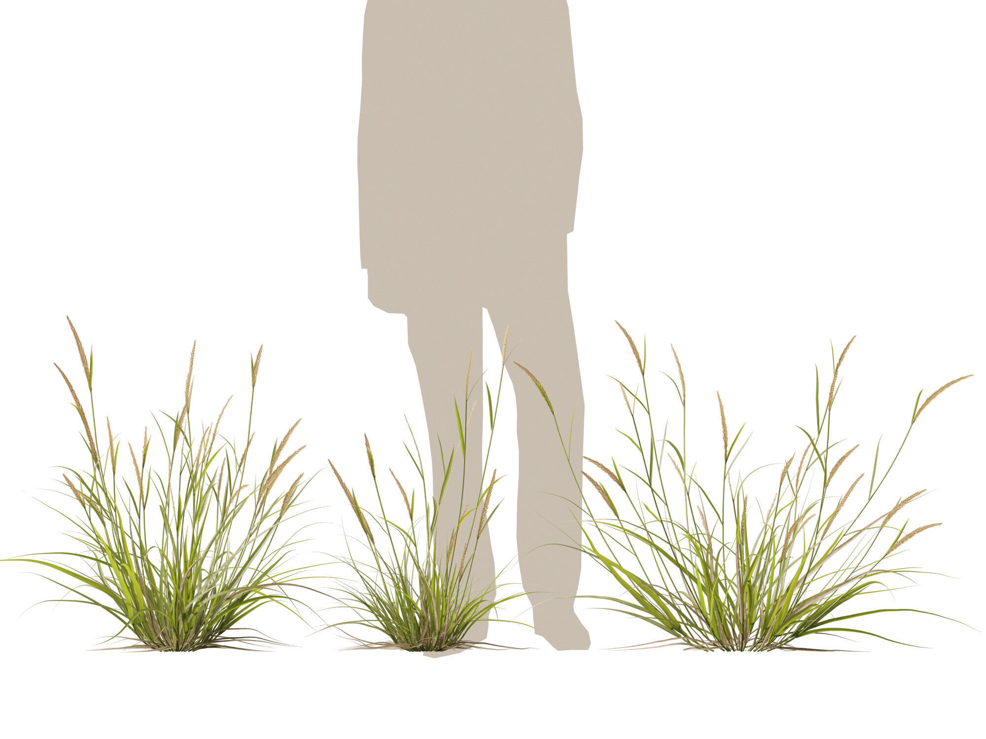 Highpoly - Lowpoly -  Astrebla lappacea - Curly Mitchell grass Low-poly 3D model_10