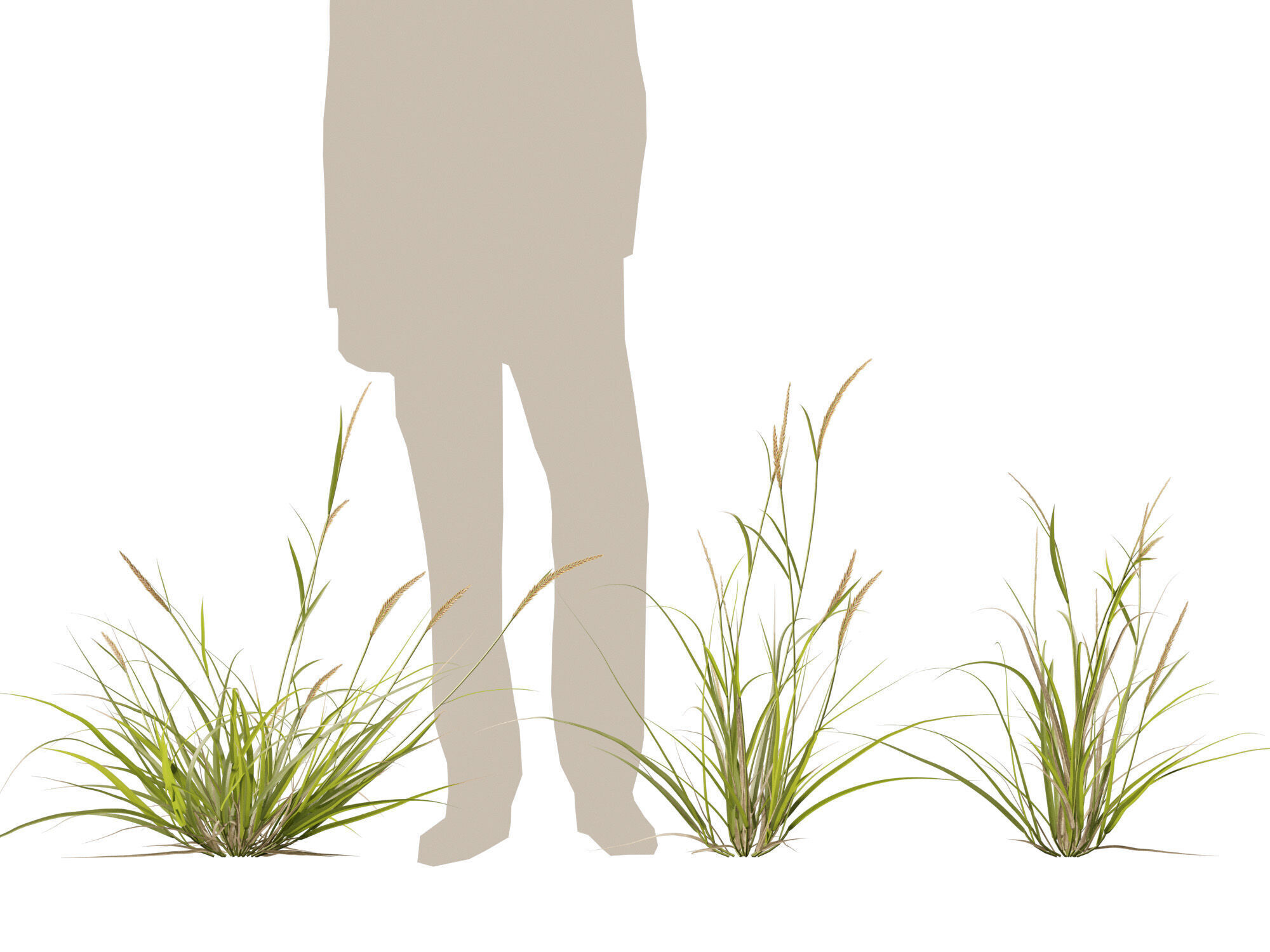 Highpoly - Lowpoly -  Astrebla lappacea - Curly Mitchell grass Low-poly 3D model_12