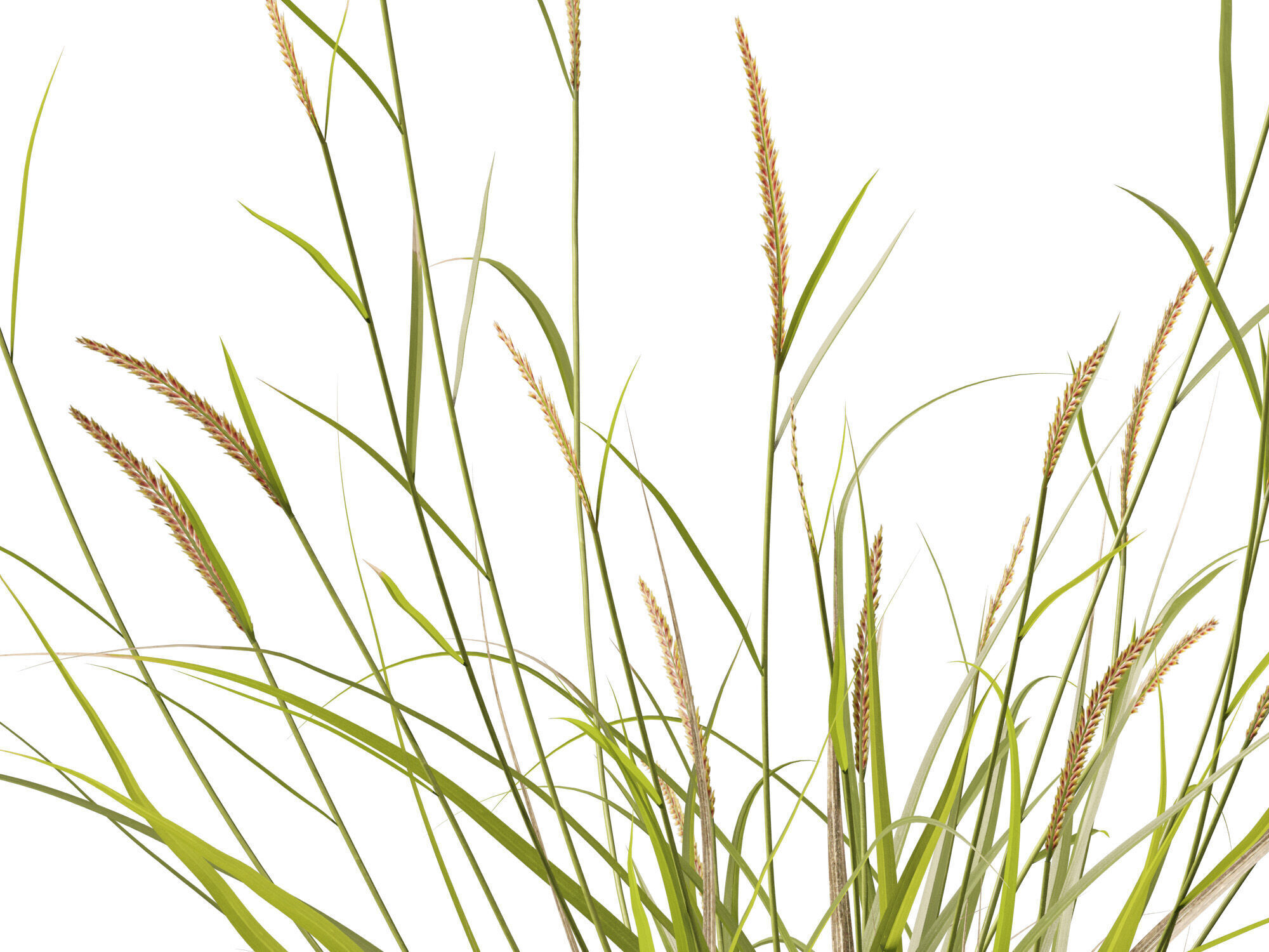 Highpoly - Lowpoly -  Astrebla lappacea - Curly Mitchell grass Low-poly 3D model_5