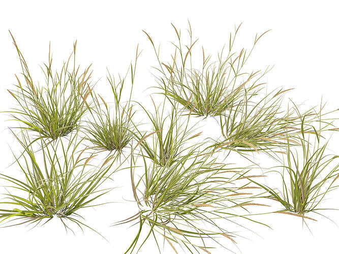 Highpoly - Lowpoly -  Astrebla lappacea - Curly Mitchell grass Low-poly 3D model